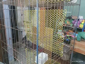 Thick Iron Bar Cage