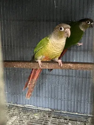 Green Cheek Breeding Pair