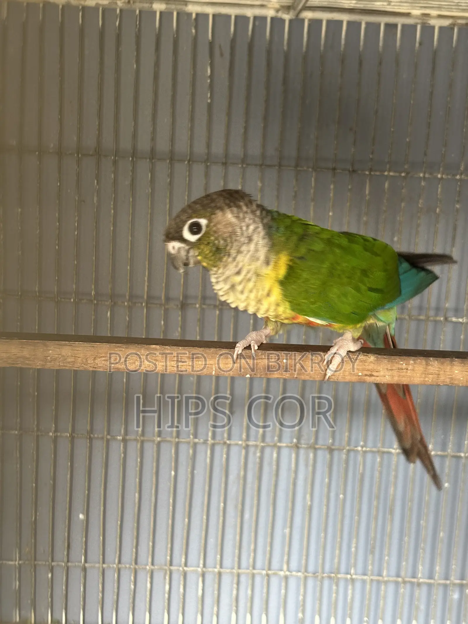 Green Cheek Breeding Pair