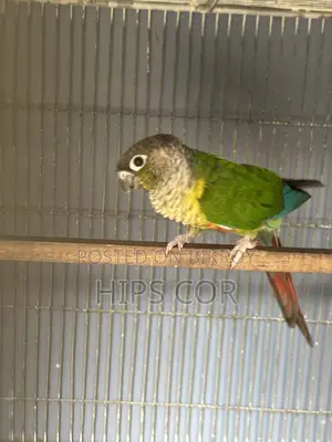 Green Cheek Breeding Pair