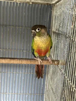 Green Cheek Breeding Pair