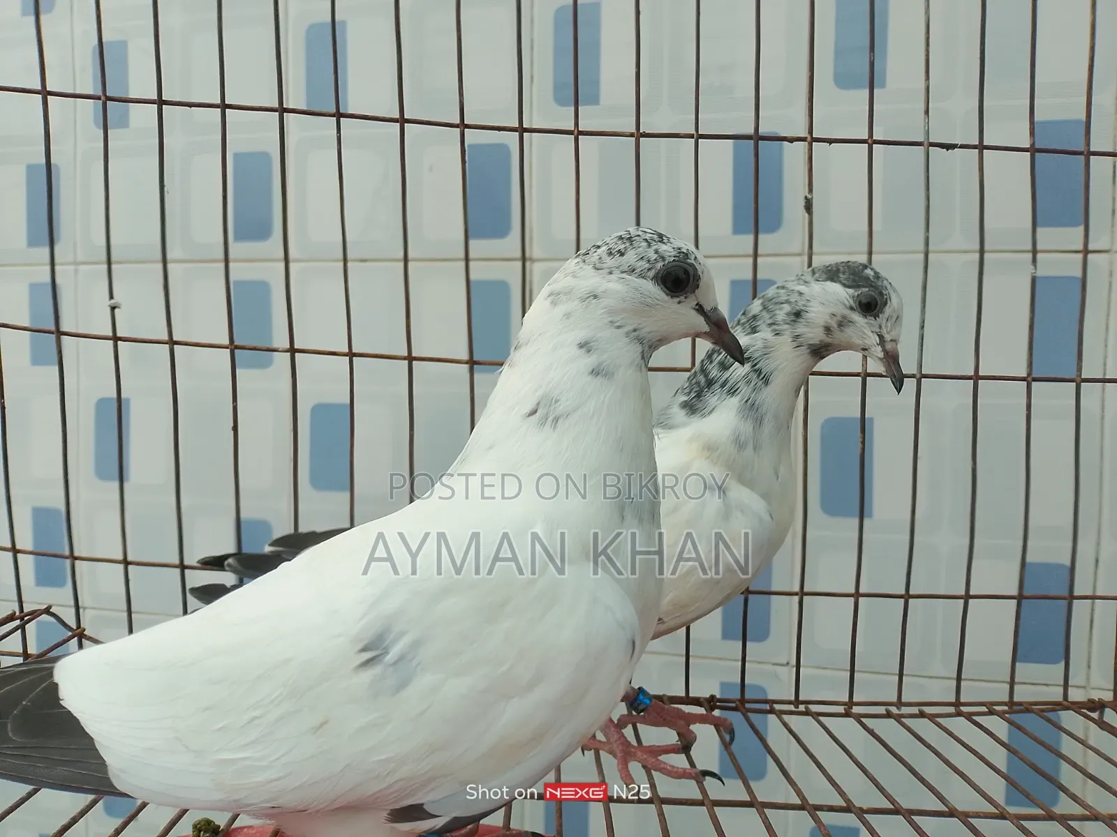 35-tail Pigeon