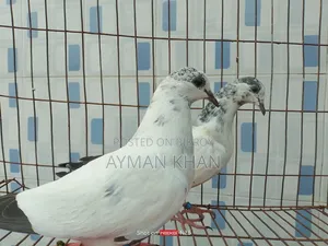 35-tail Pigeon