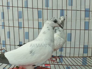 35-tail Pigeon