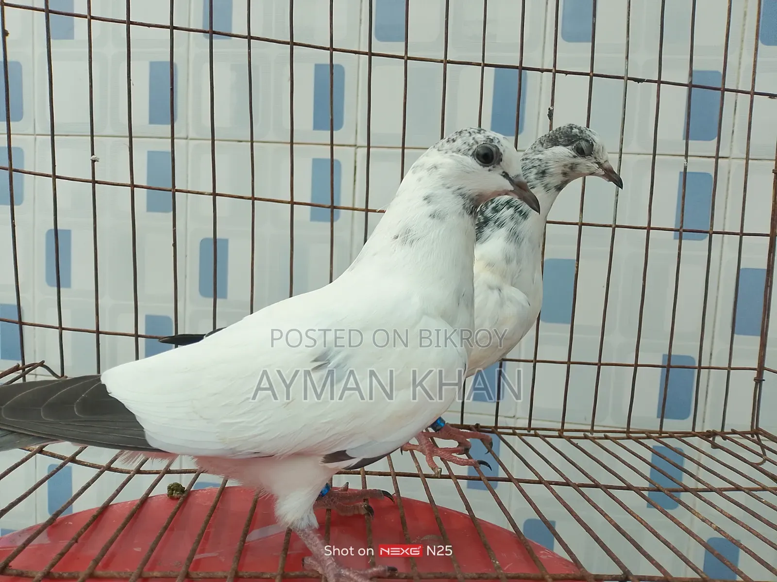 35-tail Pigeon
