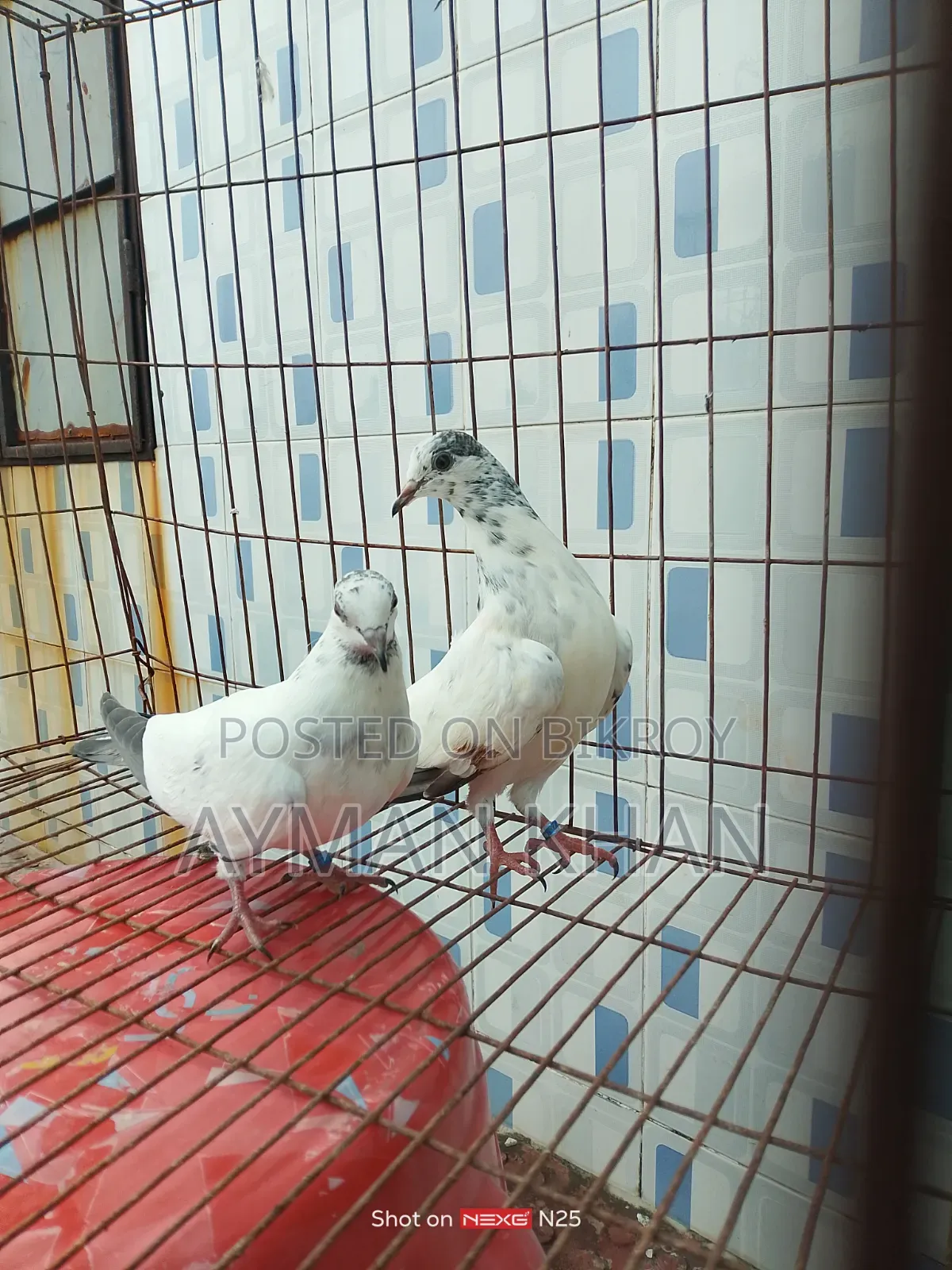 35-tail Pigeon