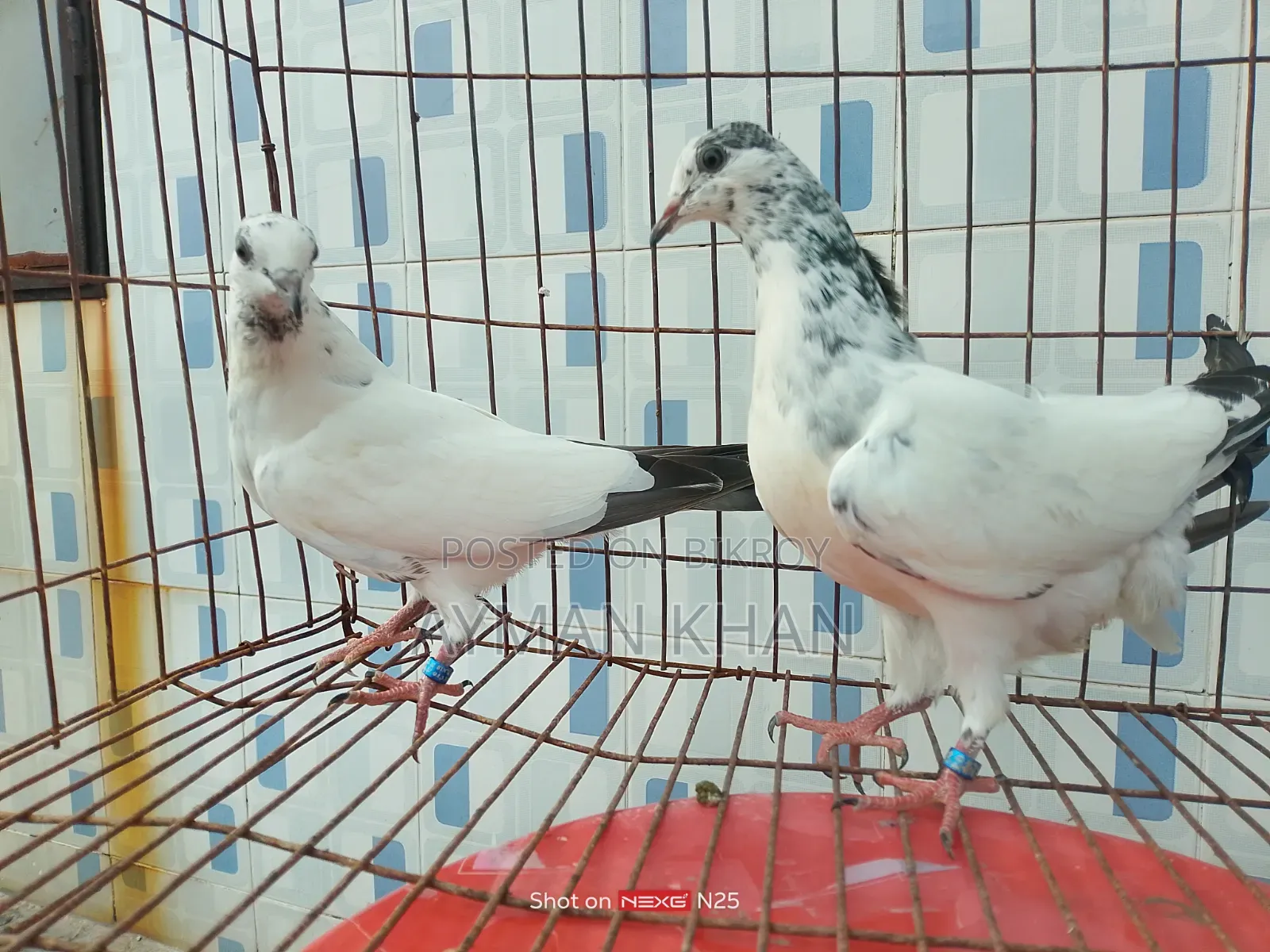 35-tail Pigeon