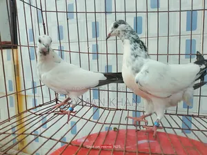 35-tail Pigeon