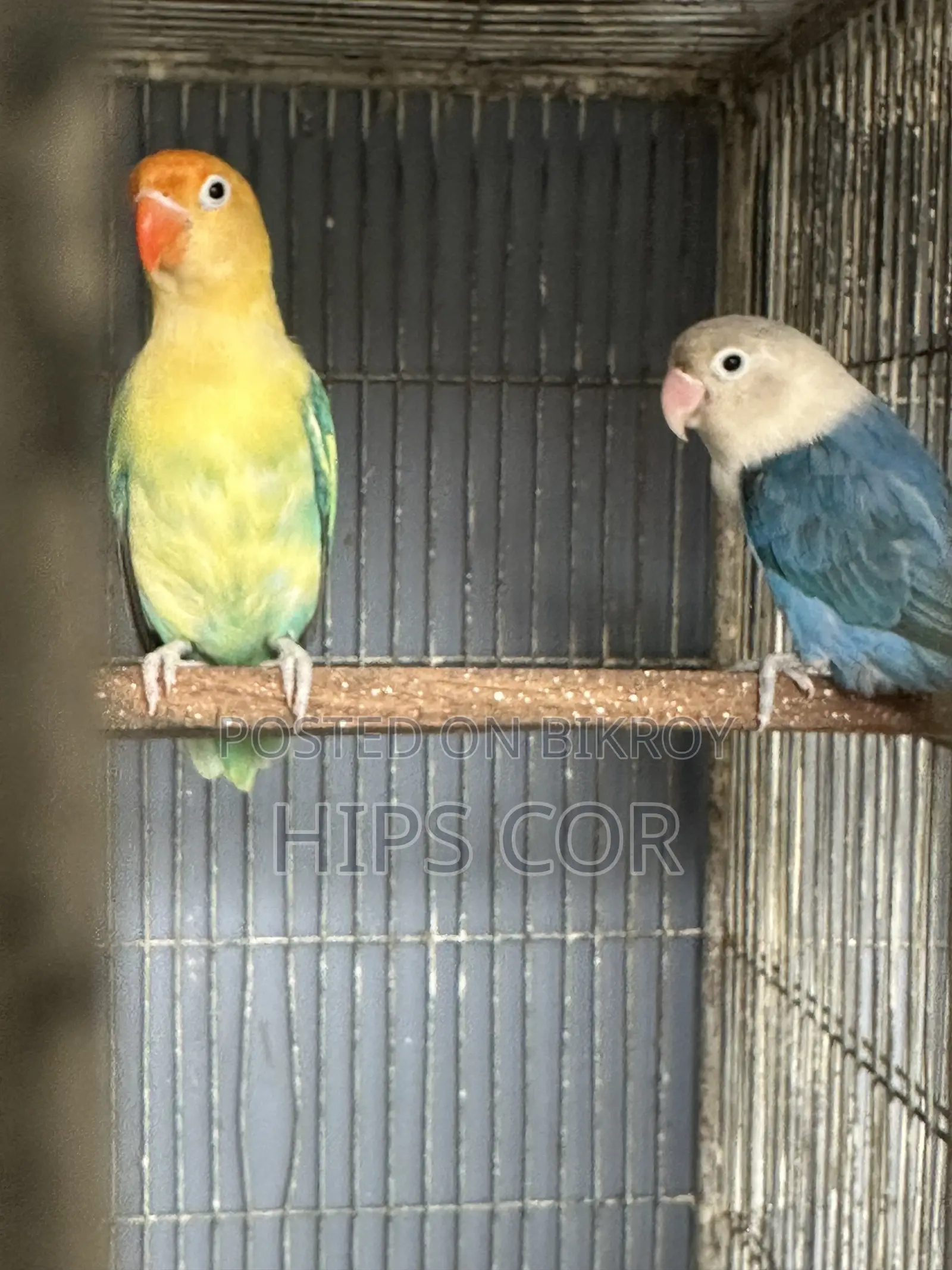 Love Bird Breeding Pair