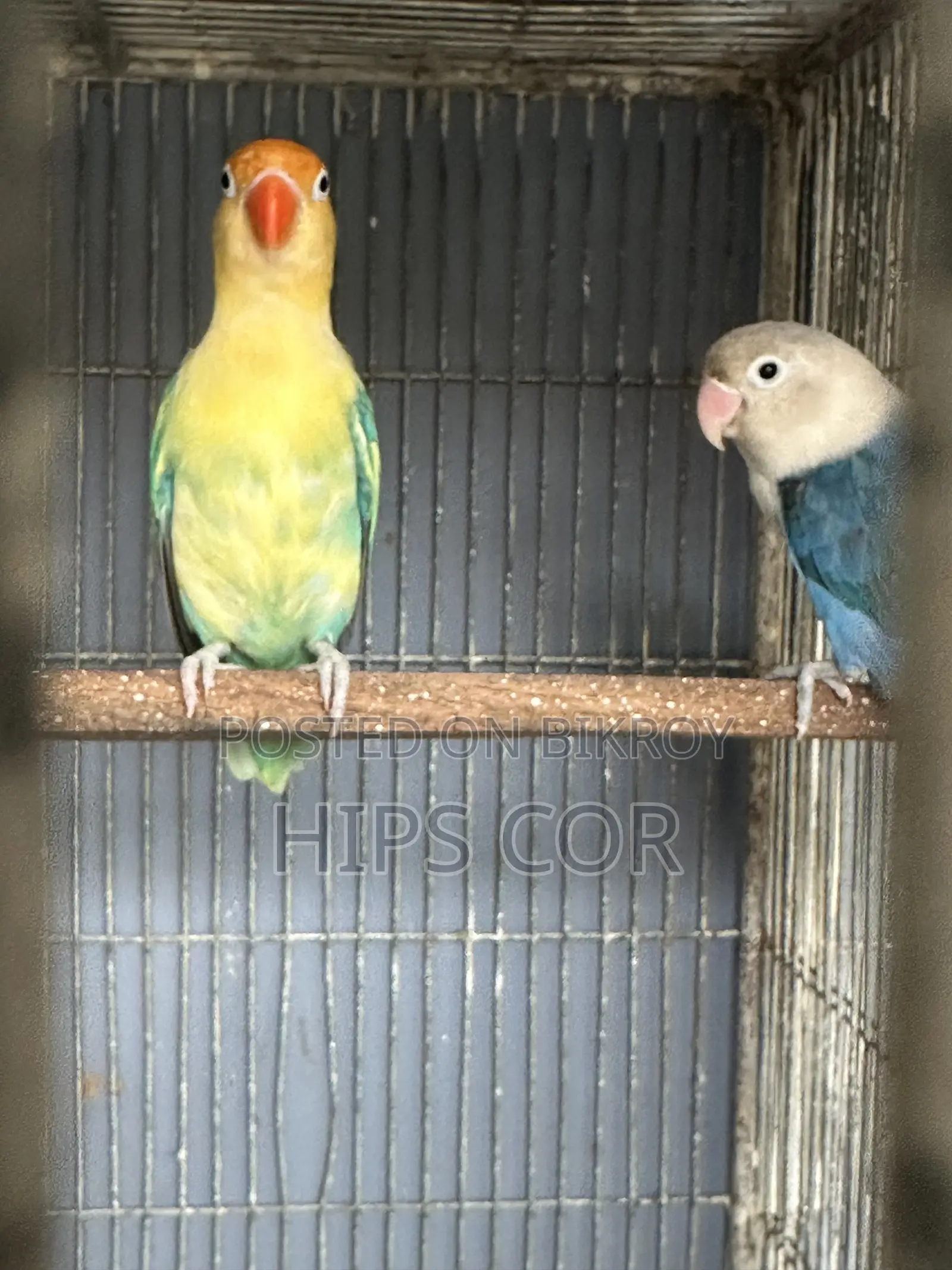 Love Bird Breeding Pair