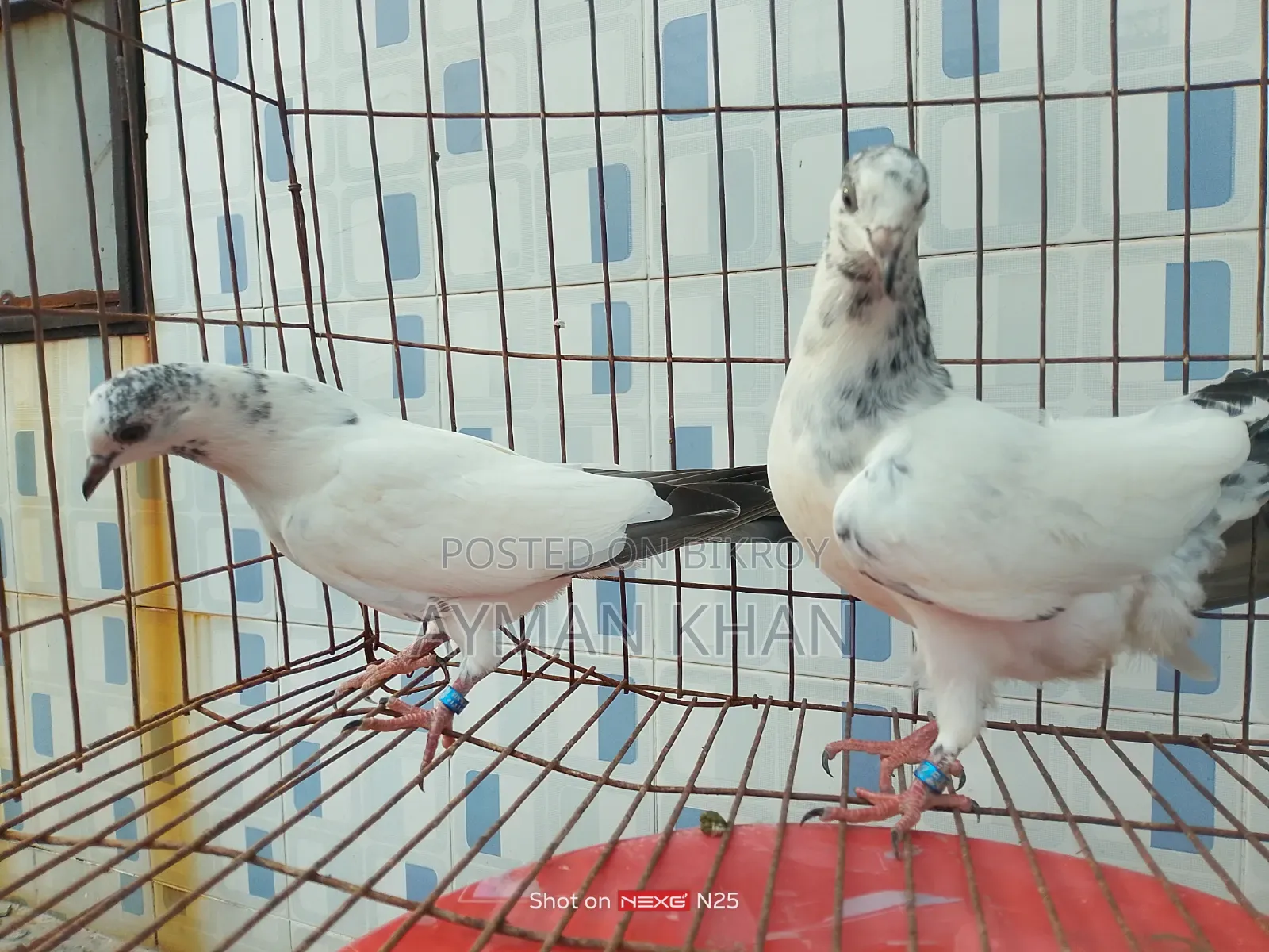 35-tail Pigeon