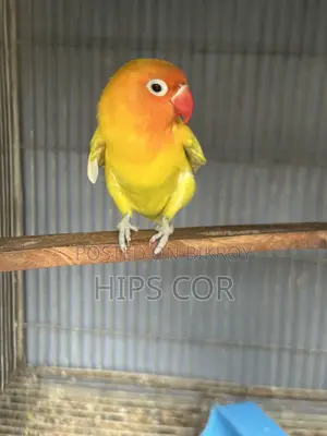 Love Bird Breeding Pair