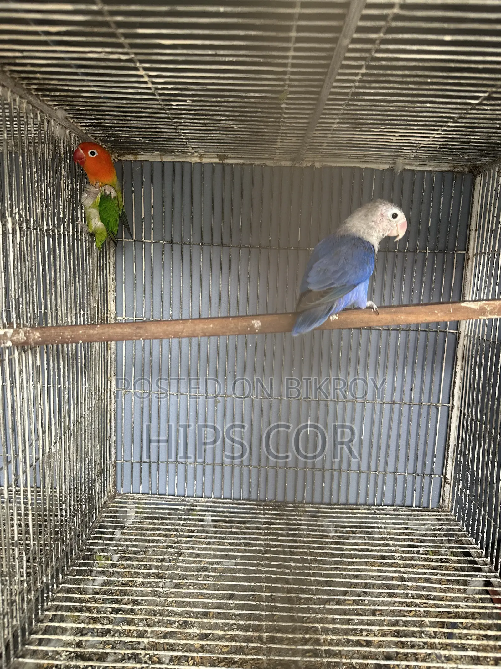 Love Bird Breeding Pair