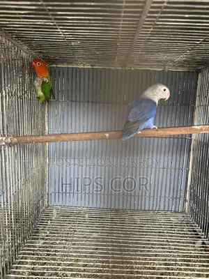 Love Bird Breeding Pair