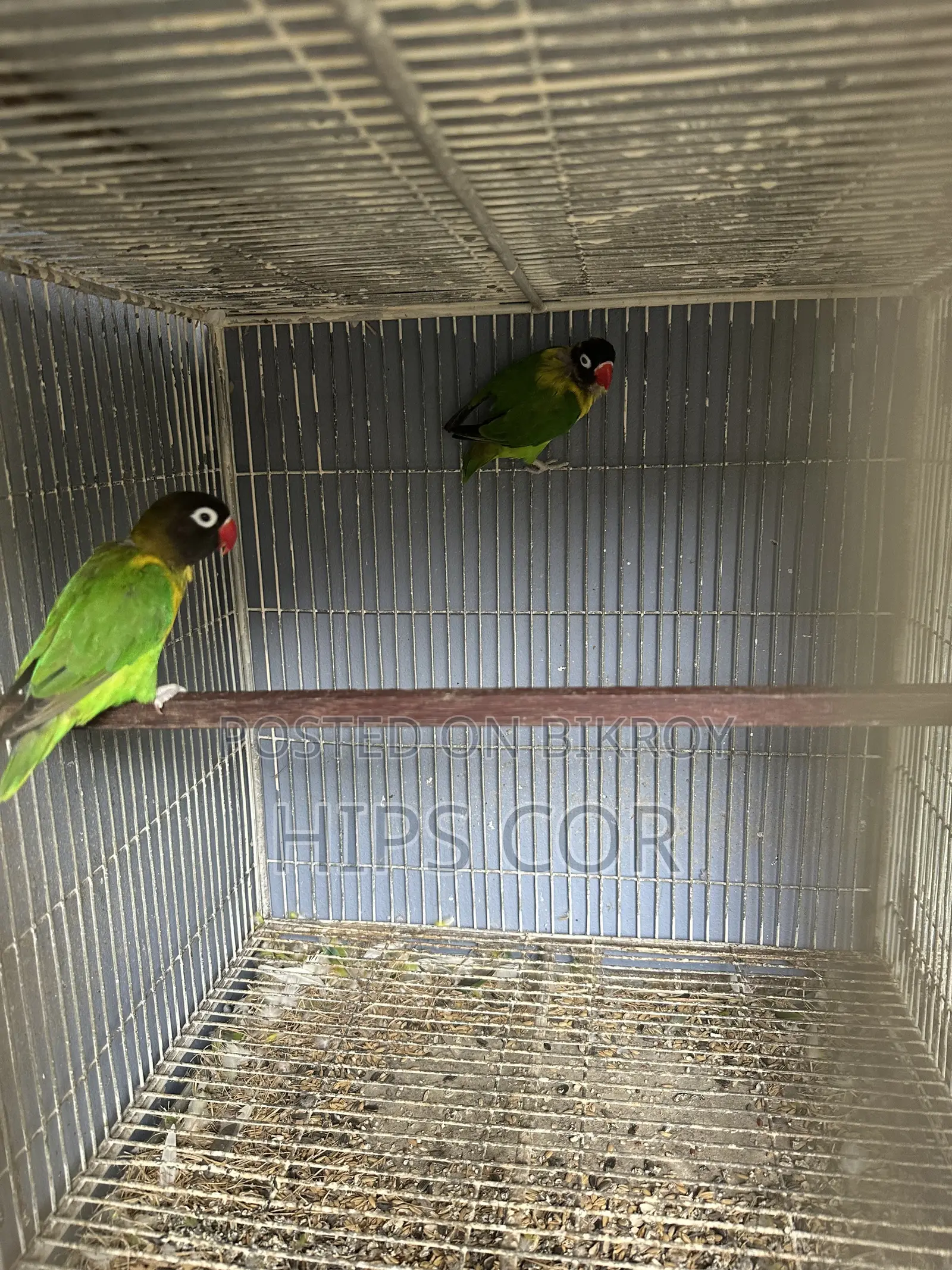Love Bird Breeding Pair