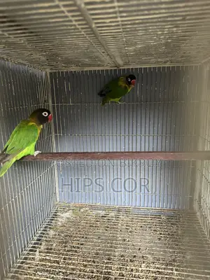 Love Bird Breeding Pair