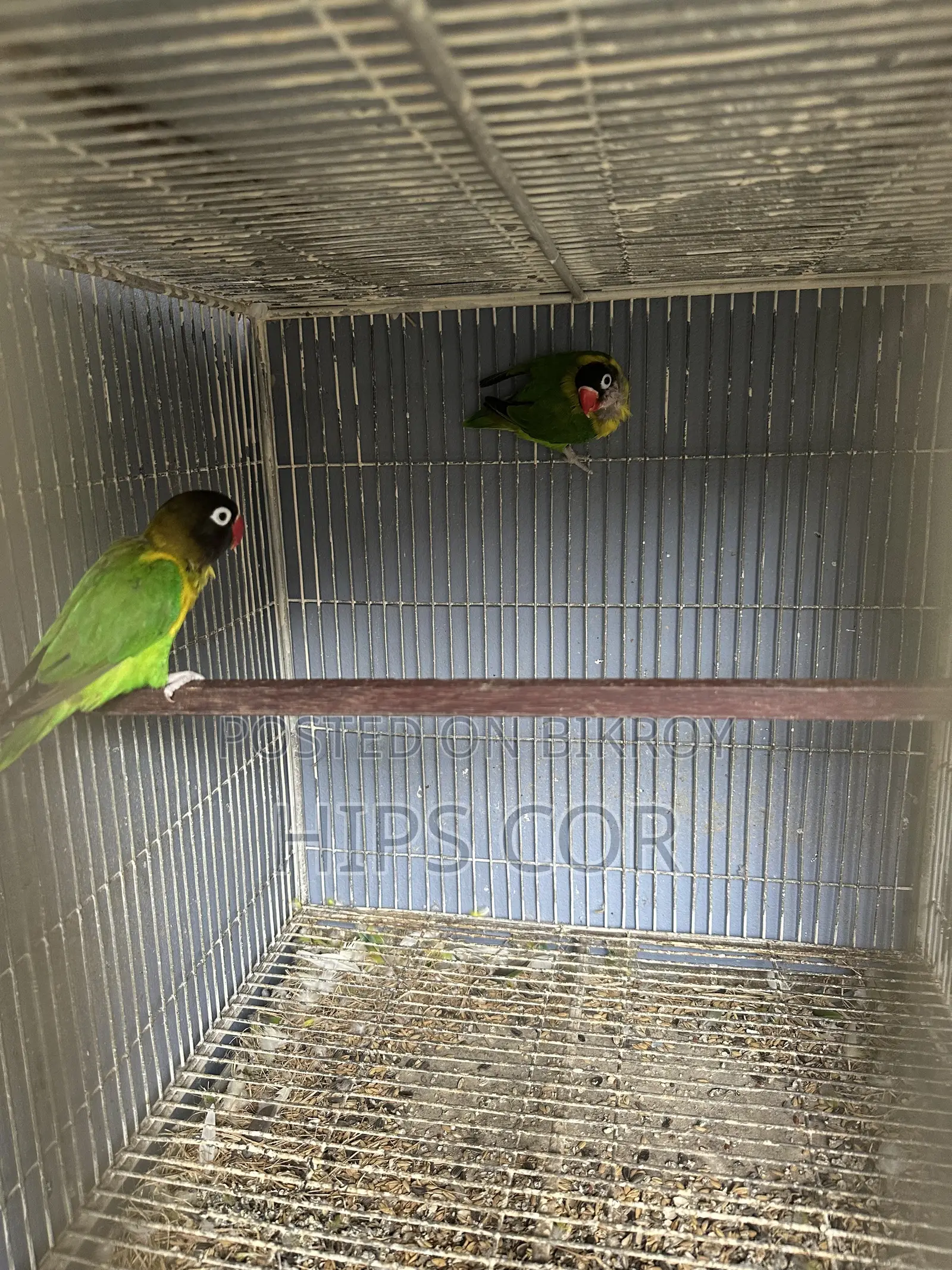 Love Bird Breeding Pair