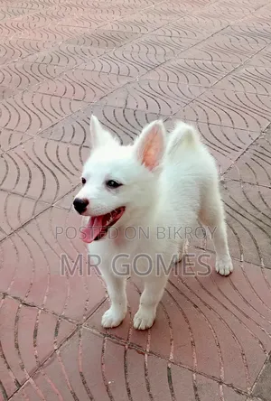 3-6 months Female Purebred Japanese Spitz