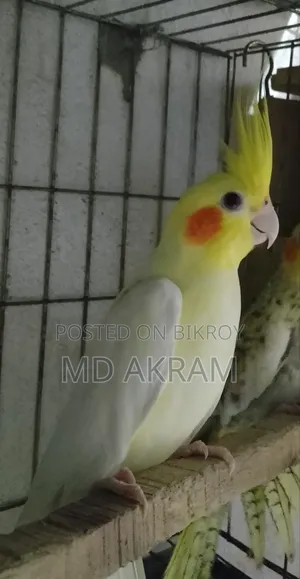 লোটিনো কোকাটাল সিংগেল মেল