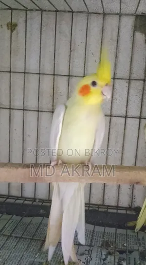 লোটিনো কোকাটাল সিংগেল মেল