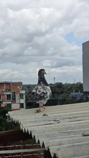 Female Pigeon
