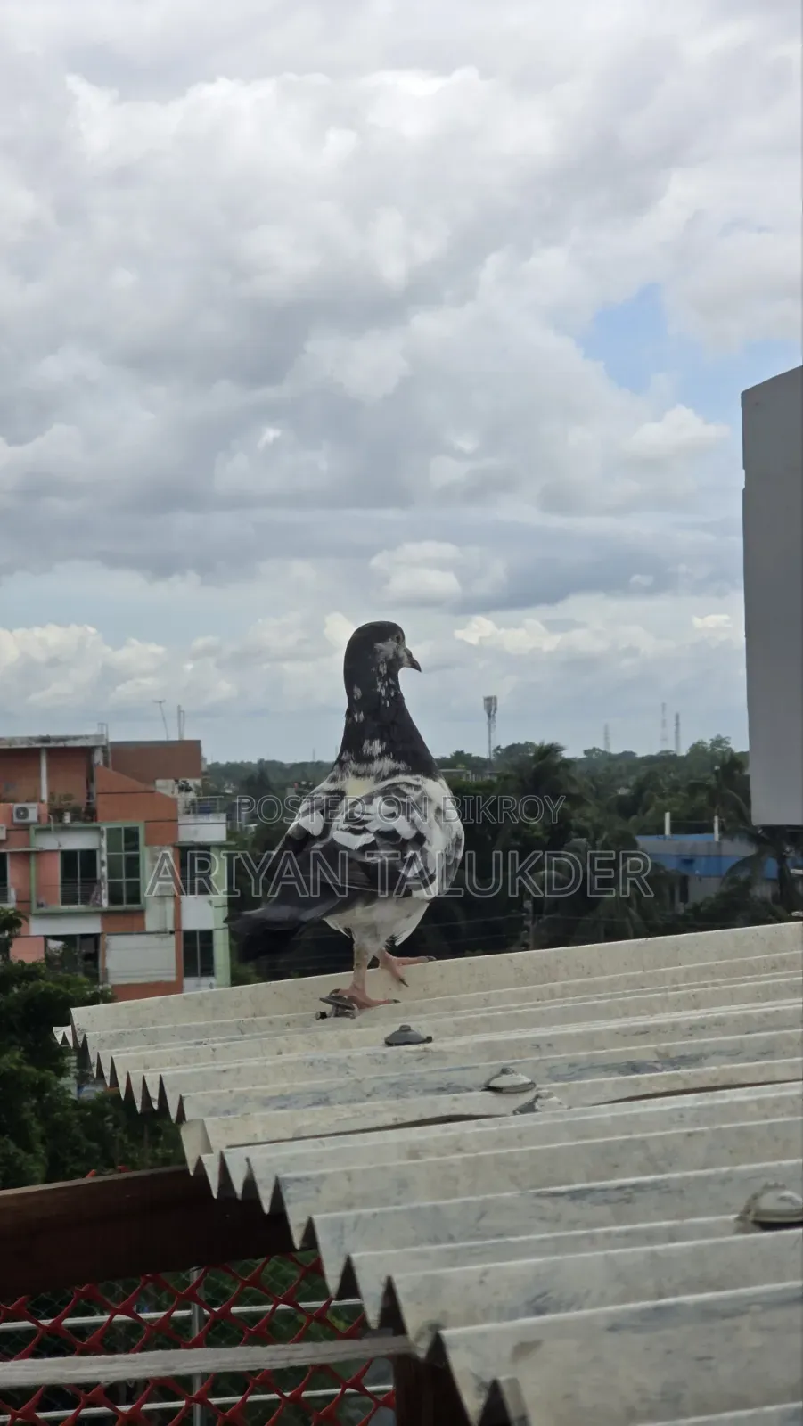 Female Pigeon