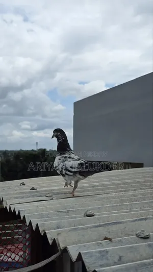 Female Pigeon