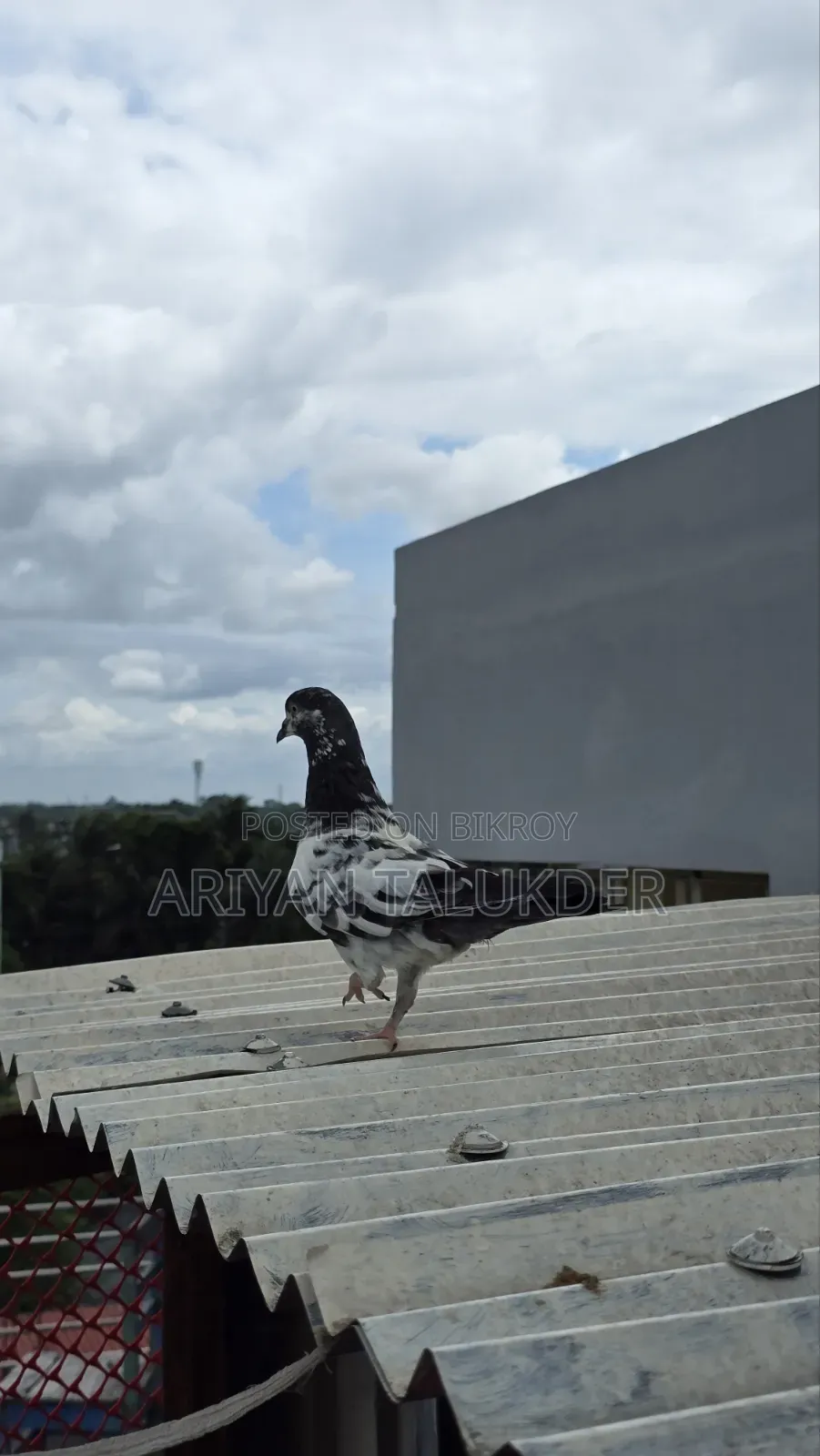 Female Pigeon