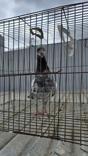 Female Pigeon