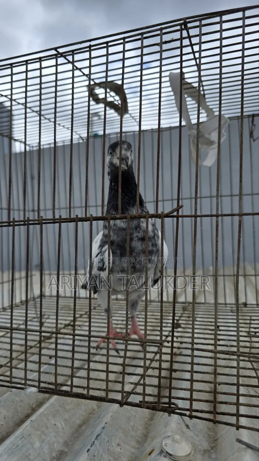 Female Pigeon
