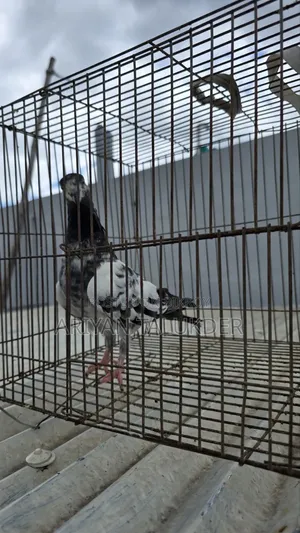Female Pigeon