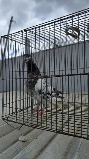 Female Pigeon