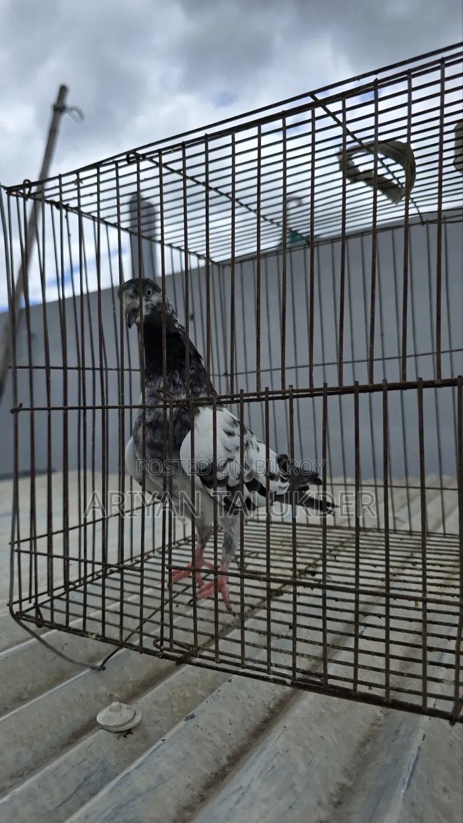Female Pigeon