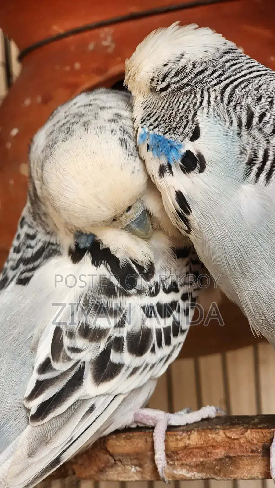 English Exhibition বাজিগর Pair