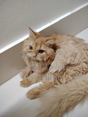 3-6 Months Female Purebred Persian
