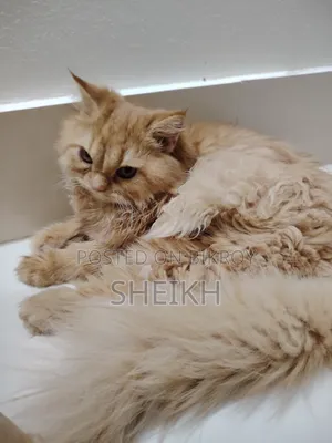 3-6 Months Female Purebred Persian