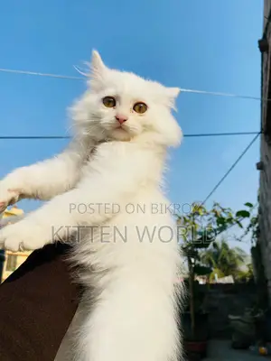 1-3 months Male Purebred Persian
