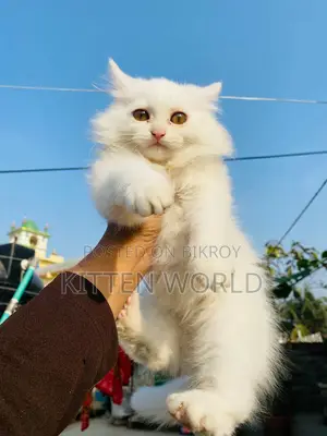 1-3 months Male Purebred Persian