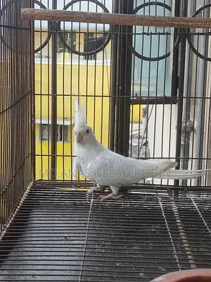 Albino Cockatiel Pair