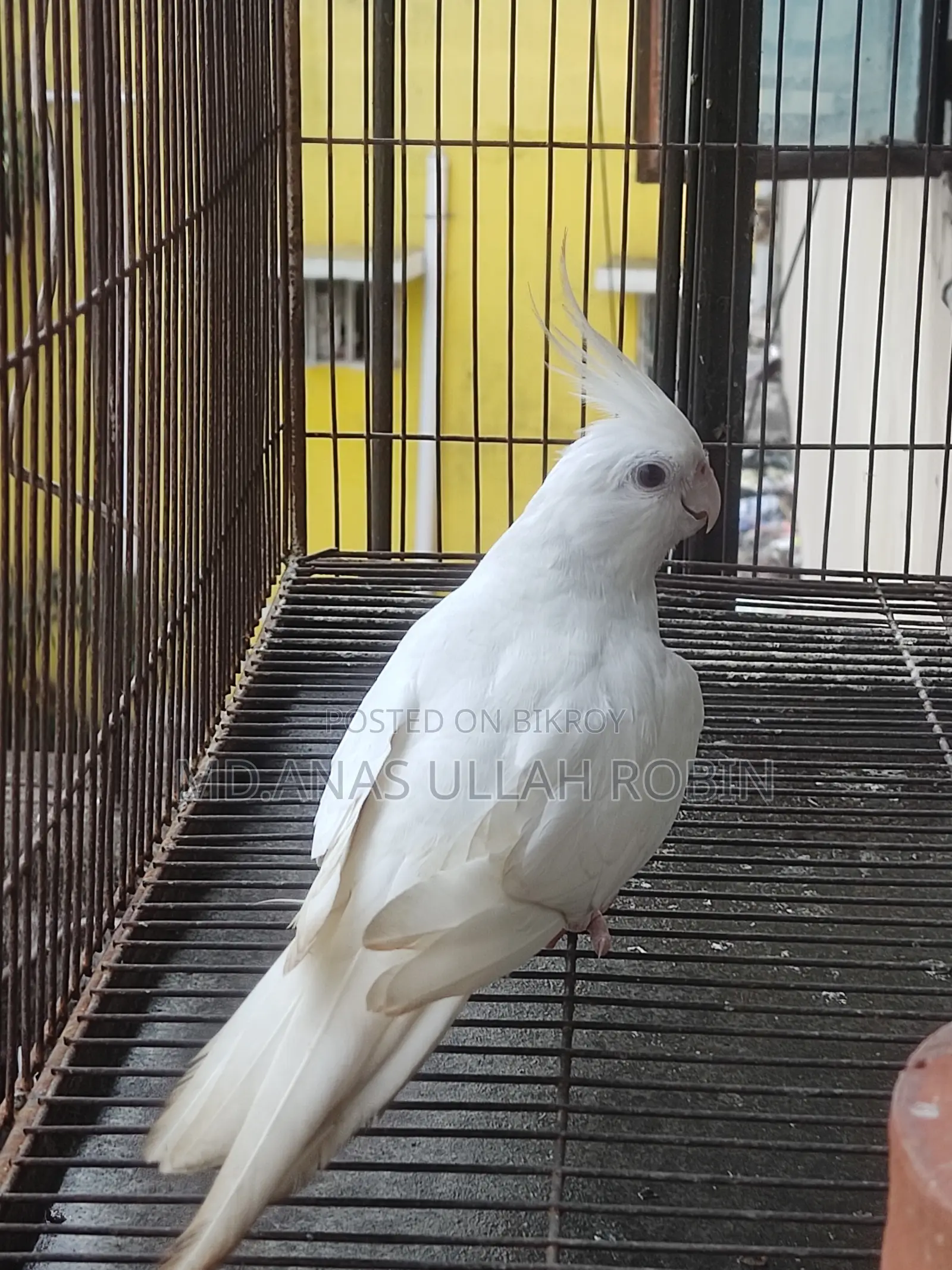 Albino Cockatiel Pair