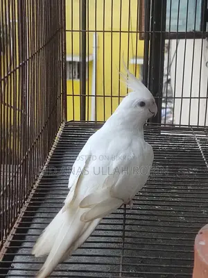 Albino Cockatiel Pair