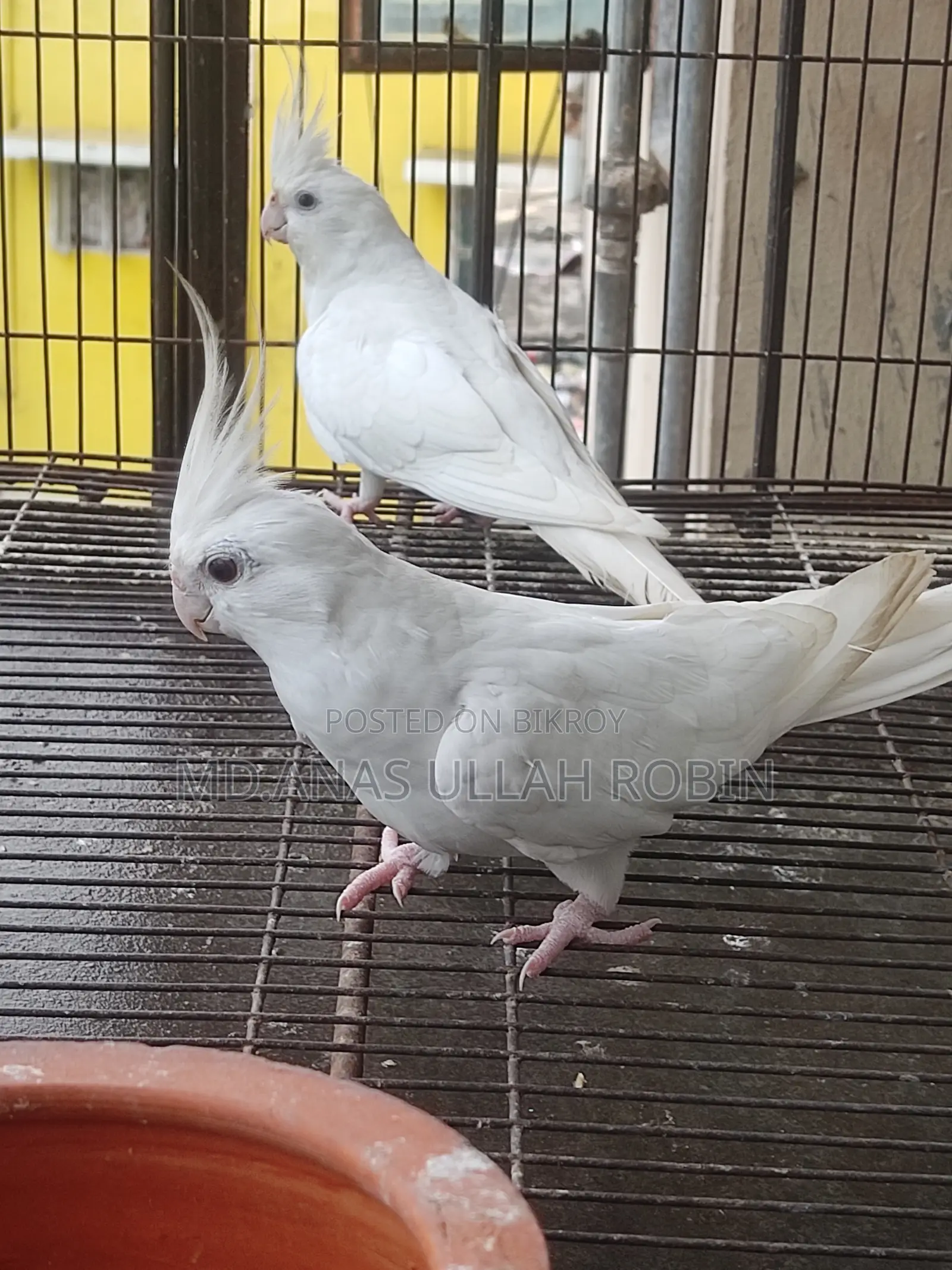 Albino Cockatiel Pair