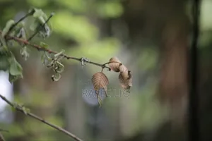 Canon 1200d + 50mm ( Manual Okey)
