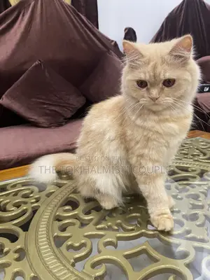1+ year Female Purebred Persian
