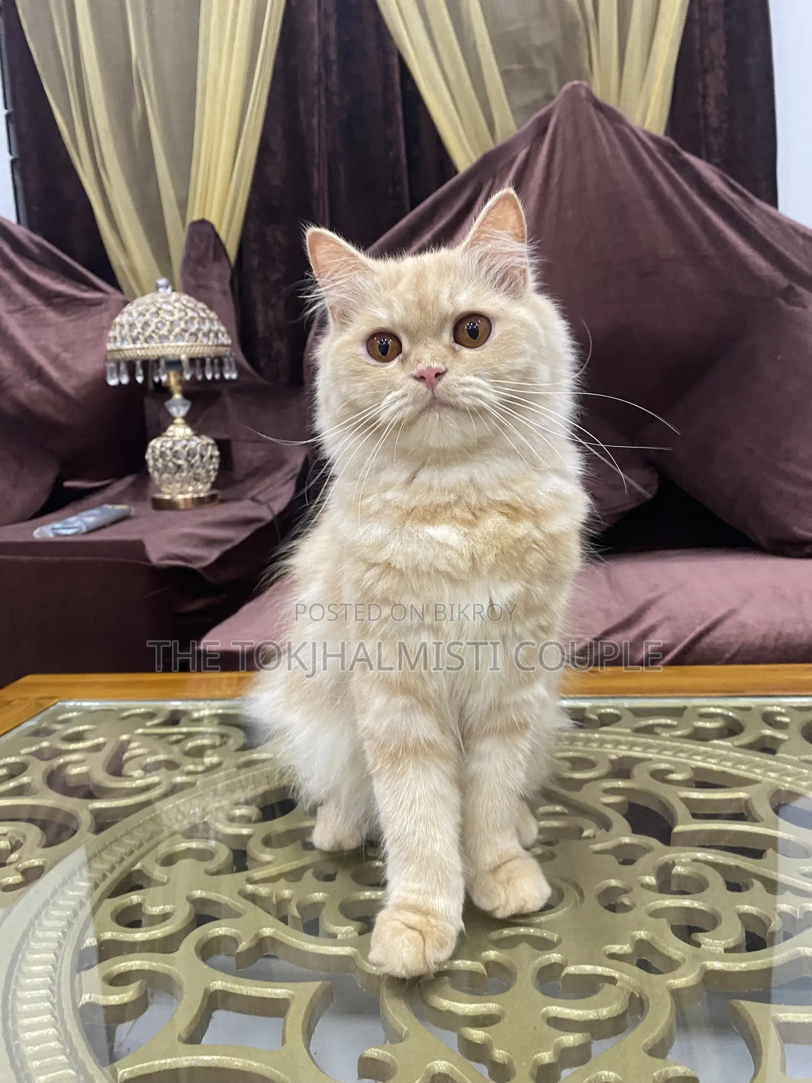 1+ year Female Purebred Persian