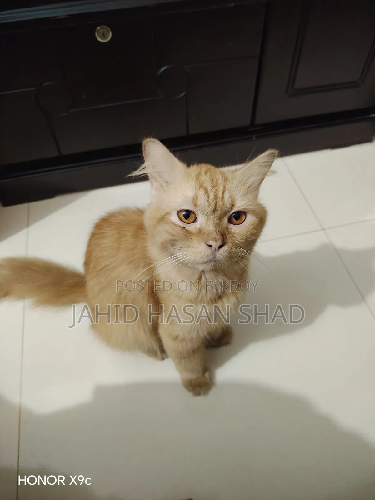 6-12 months Male Purebred Persian