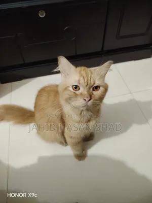 6-12 months Male Purebred Persian