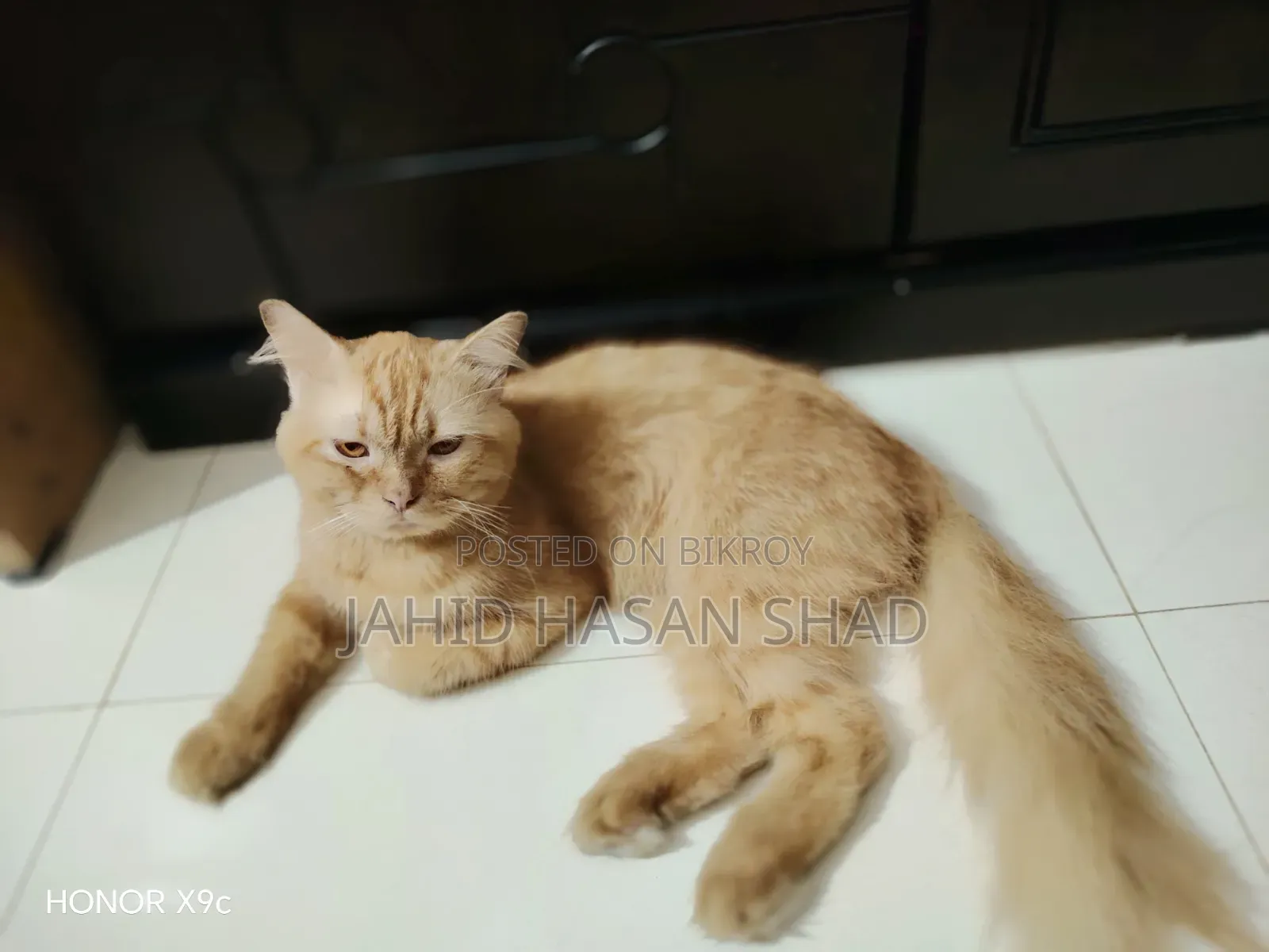 6-12 months Male Purebred Persian