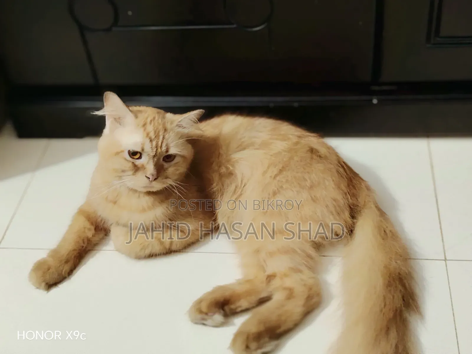 6-12 months Male Purebred Persian
