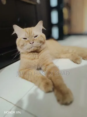 6-12 months Male Purebred Persian